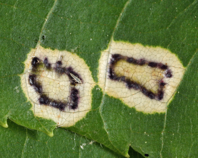 Hickory Sticky Leaf Spot Midge - Gliaspilota glutinosa