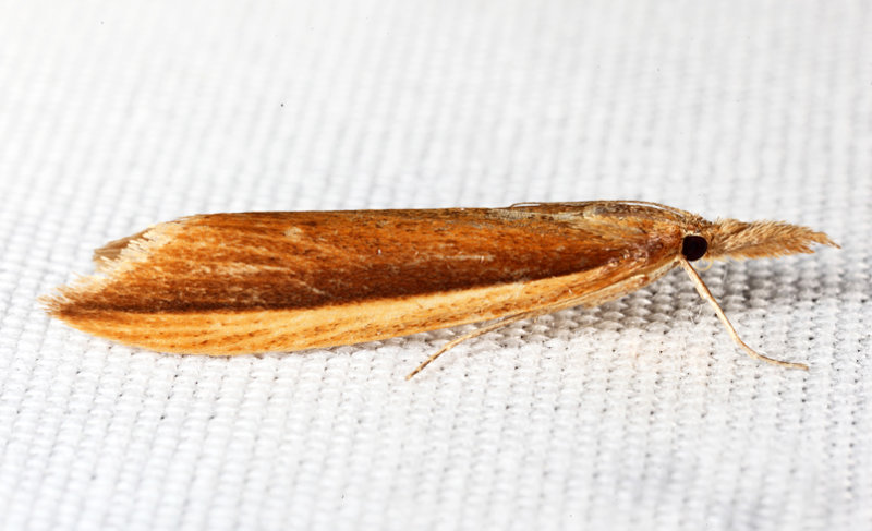 5316.2 - Donacaula albicostellus