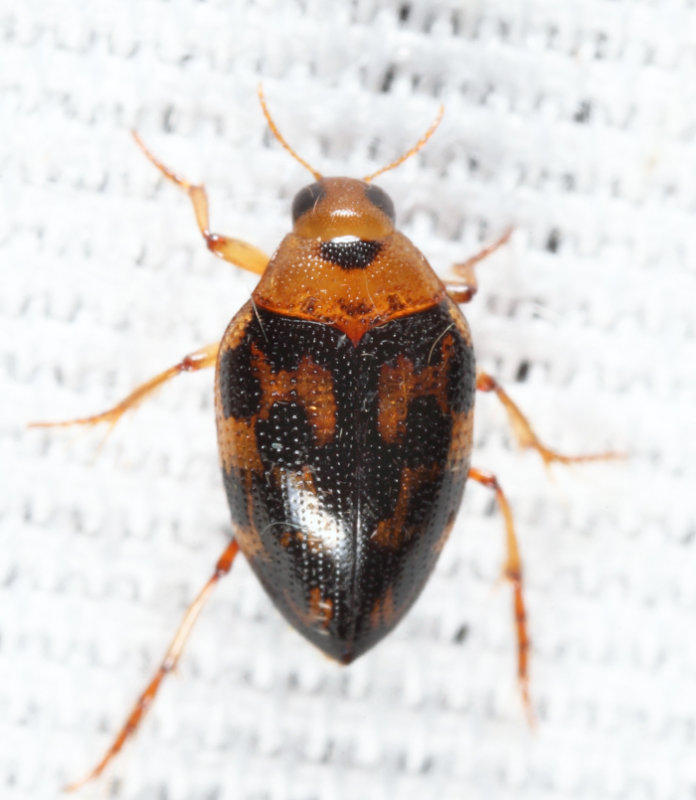 Haliplus fasciatus