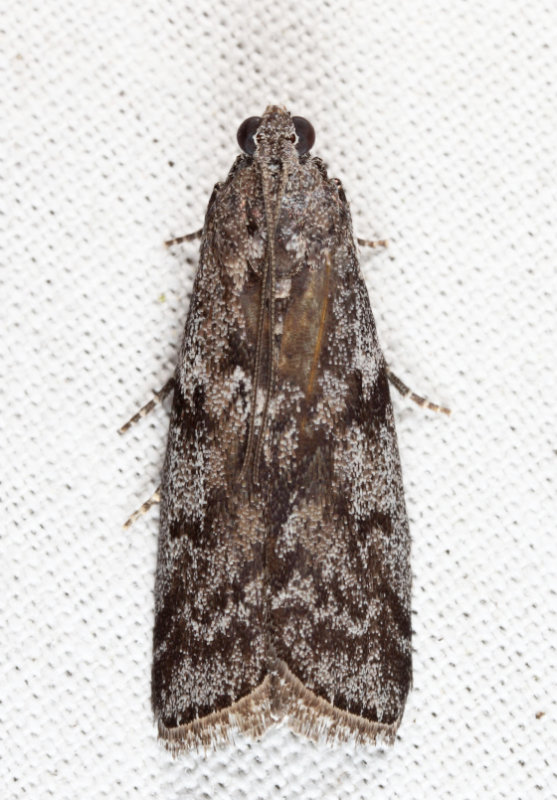 5829 - Speckled Black Pyla - Pyla fusca