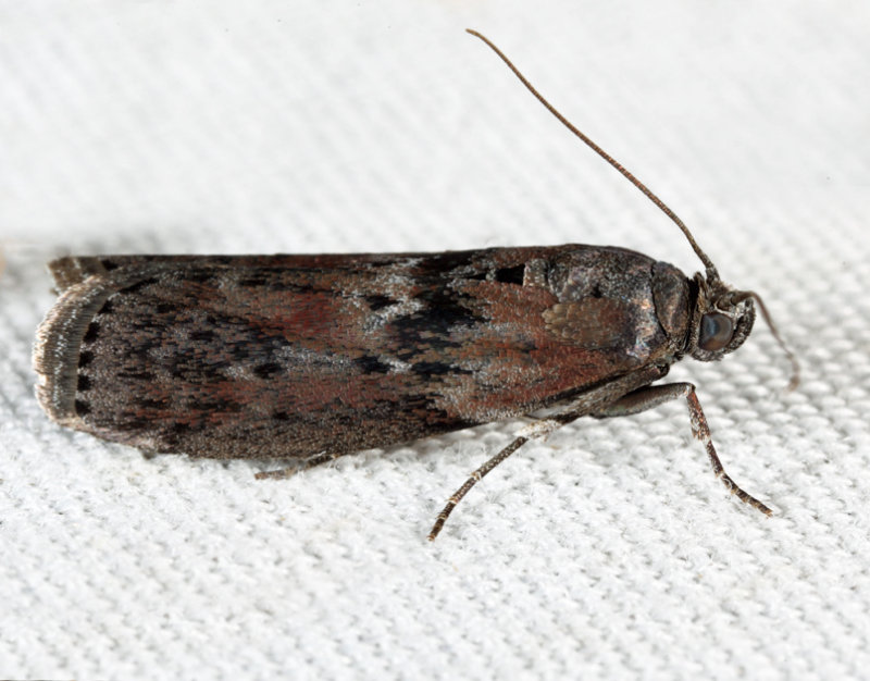 5797  Black-spotted Leafroller  Sciota virgatella