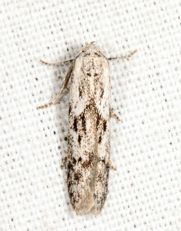 1218 - Hypatopa vestaliella