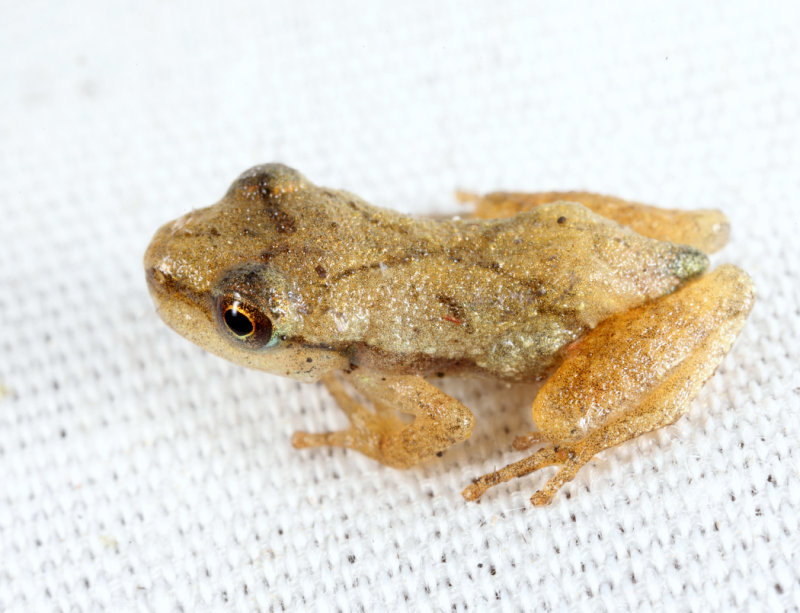 Spring Peeper - Pseudacris crucifer