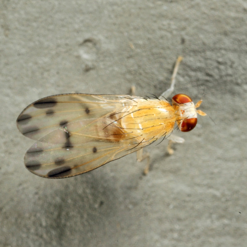 Homoneura sp.