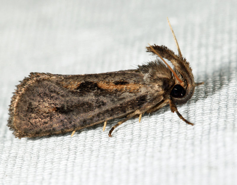 0373 - Clemens Grass Tubeworm Moth - Acrolophus popeanella