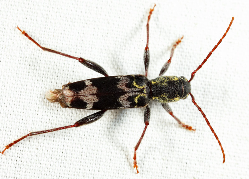 Rustic Borer - Xylotrechus colonus