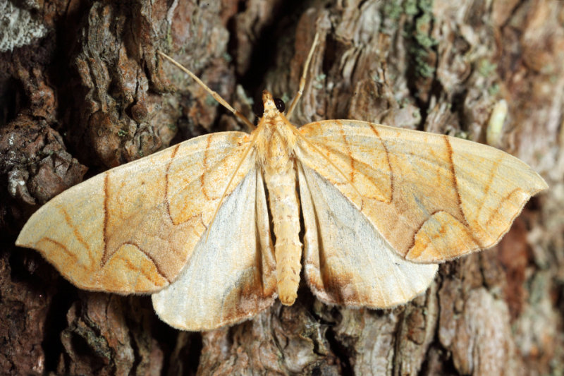 Eulithis (diversilineata or gracilineata)