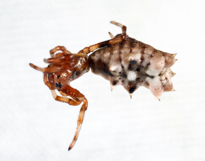 Spined Micrathena - Micrathena gracilis