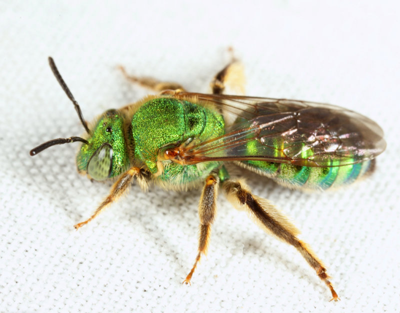 Silky Striped-Sweat bee - Agapostemon sericeus