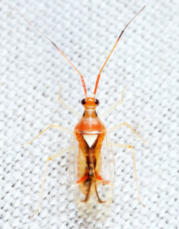 Hyaliodes harti
