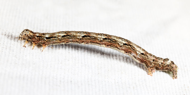 6888 - Hemlock Looper - Lambdina fiscellaria