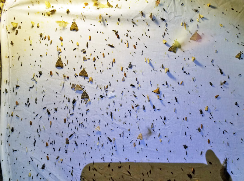 busy moth sheet