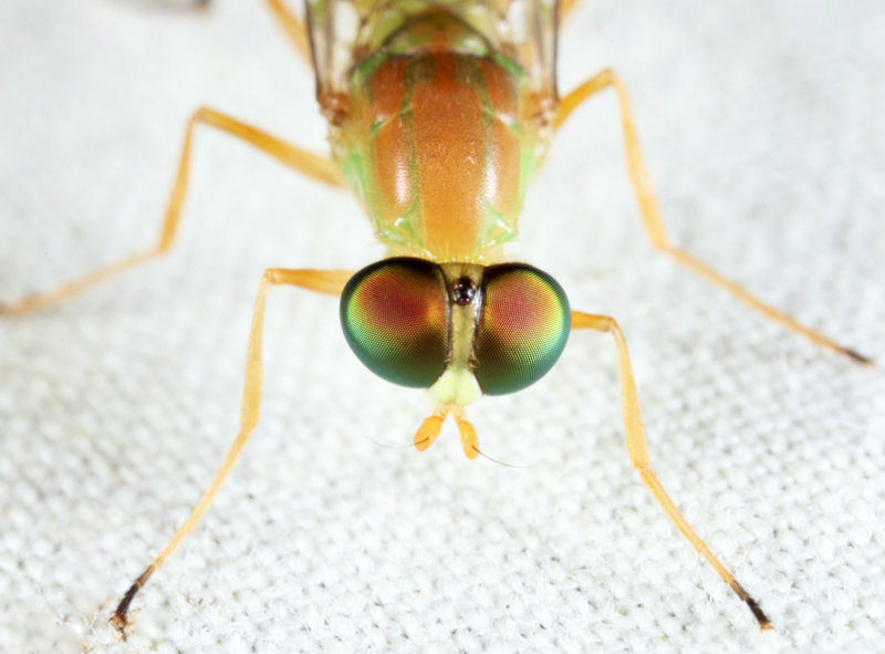 Ptecticus trivittatus