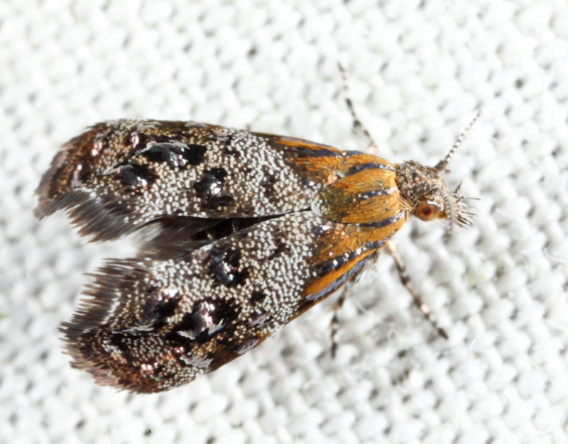 2647 - Everlasting Tebenna - Tebenna gnaphaliella