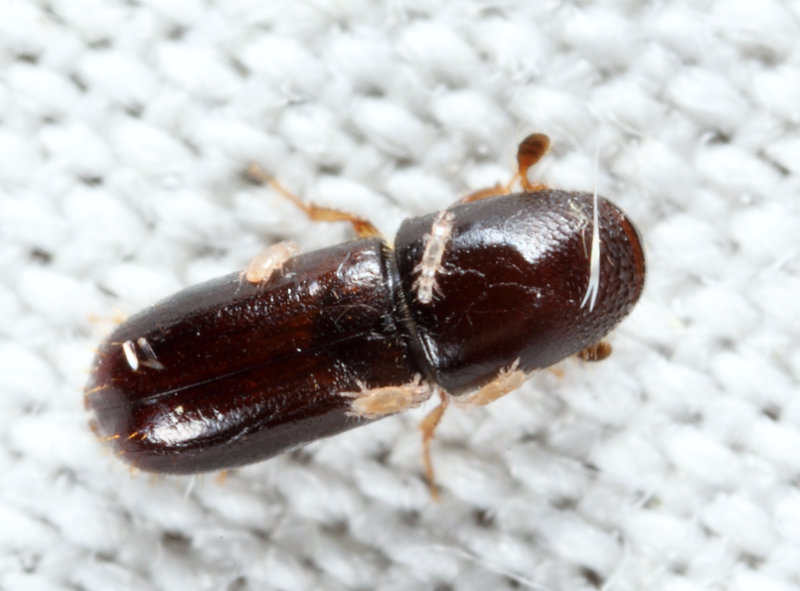 American Utilizable Wood Bark Beetle - Gnathotrichus materiarius