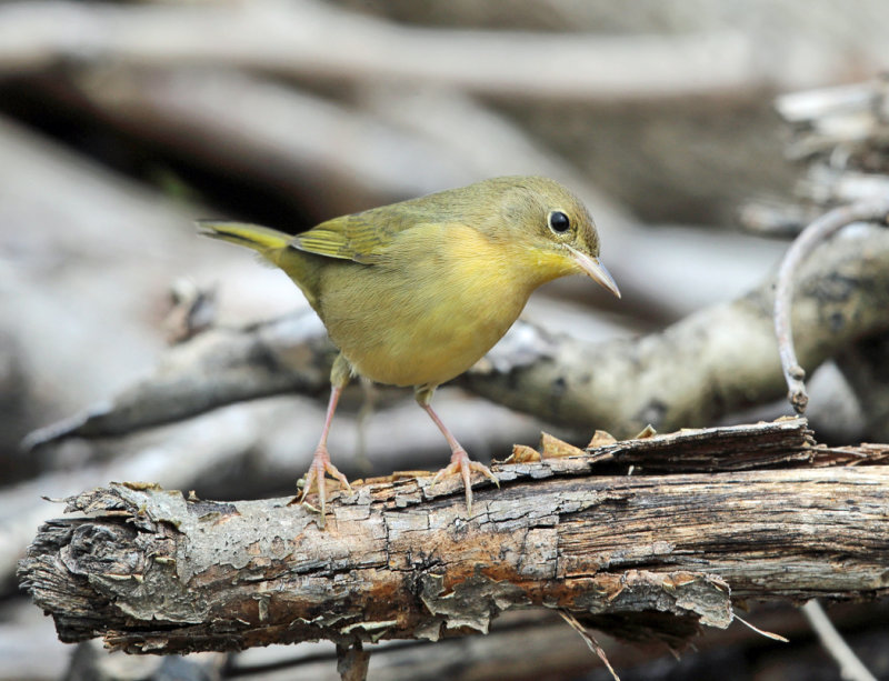 Common Yellowthroat - Geothlypis trichas