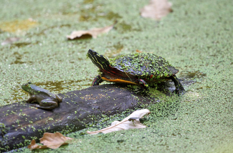 Painted Turtle - Chrysemys picta