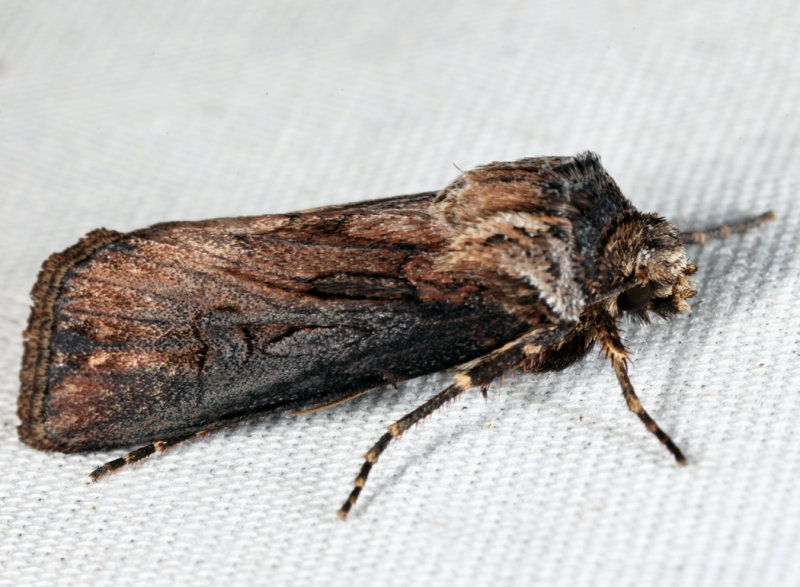 10651 - Venerable Dart - Agrotis venerabilis