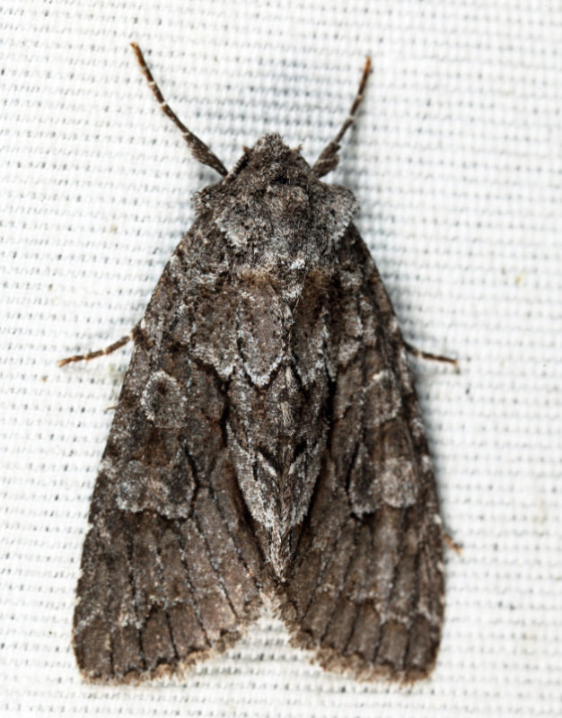 9979 - Broad Sallow - Xylotype capax