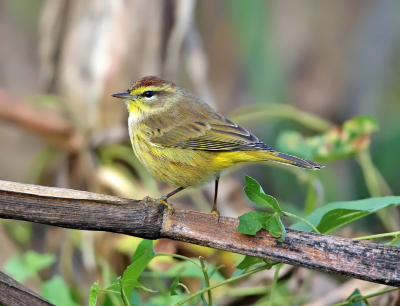 Palm Warbler - Setophaga palmarum