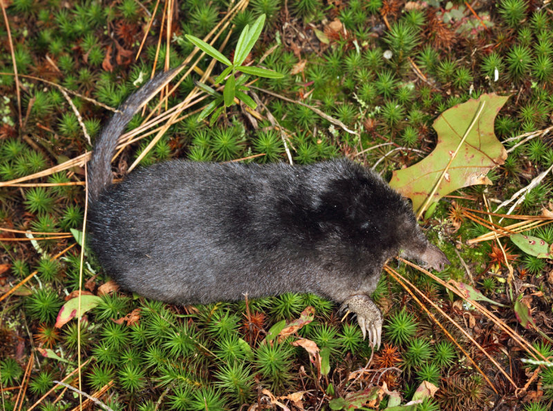 Star-nosed Mole - Condylura cristata