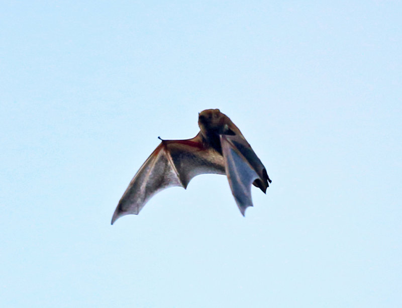 Red Bat - Lasiurus borealis