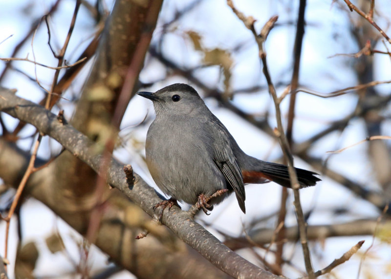 Gray Catbird - Dumetella carolinensis