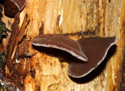 Wood Ear Fungi - Auricularia sp.