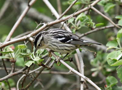 Black and White Warbler - Mniotilta varia