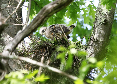 Red-shouldered Hawk - Buteo lineatus (Chicks on nest)