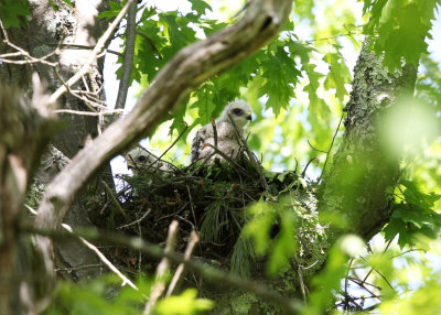 Red-shouldered Hawk - Buteo lineatus (Chicks on nest)