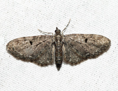 Eupithecia sp.23