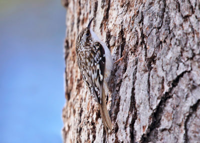 Brown Creeper - Certhia americana