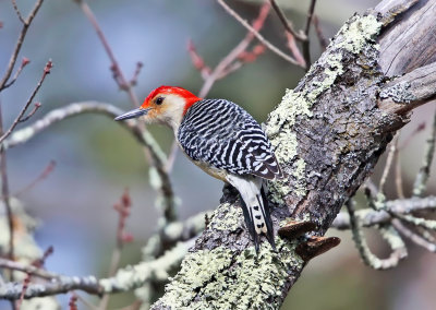 Red-bellied Woodpecker - Melanerpes carolinus