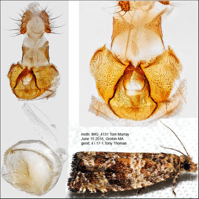 2859 - Celypha Moth - Celypha cespitana IMG_4131.jpg