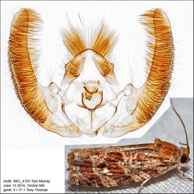 2771 - Macramé Moth - Phaecasiophora confixana IMG_4165.jpg