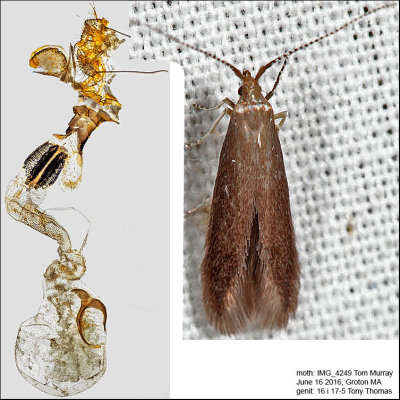 1271 - Cherry Casebearer Moth -Coleophora pruniella IMG_4249.jpg