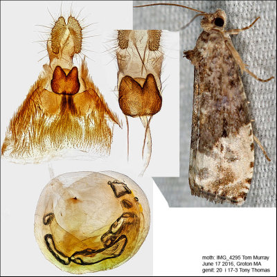 2862 - Green Budworm Moth - Hedya nubiferana IMG_4295.jpg