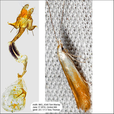 1277 - Coleophora cornivorella IMG_4348.jpg