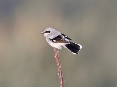 Northern Shrike - Lanius excubitor