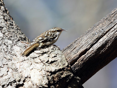 Brown Creeper - Certhia americana