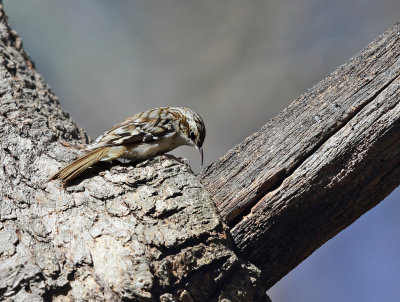 Brown Creeper - Certhia americana