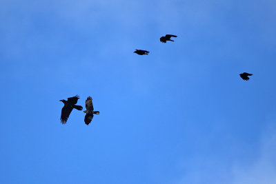 Common Raven chased by American Crows