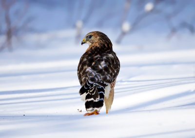 Red-shouldered Hawk - Buteo lineatus