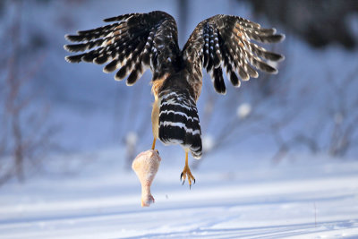 Red-shouldered Hawk - Buteo lineatus