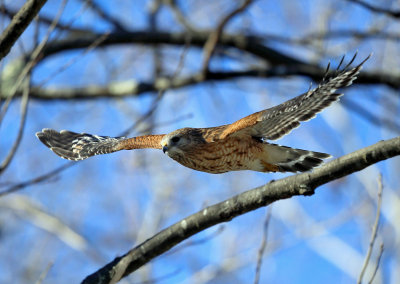 Red-shouldered Hawk - Buteo lineatus