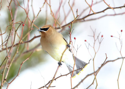 Cedar Waxwing - Bombycilla cedrorum