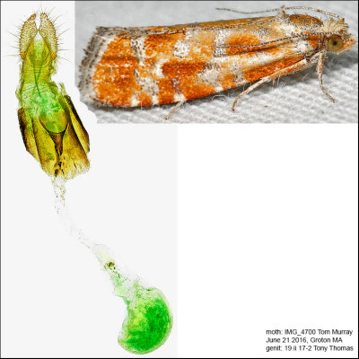 2867 - European Pine Shoot Moth - Rhyacionia buoliana