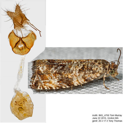 2859 - Celypha Moth - Celypha cespitana