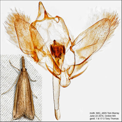 5316.2 - Donacaula albicostellus